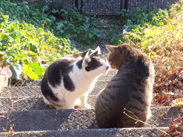 waka010 cat meets cat